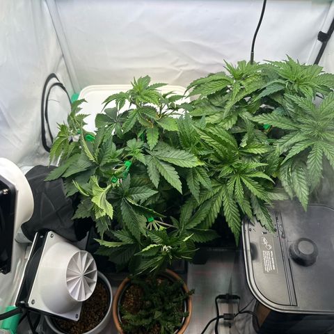 Royal Gorilla growlog timeline photo