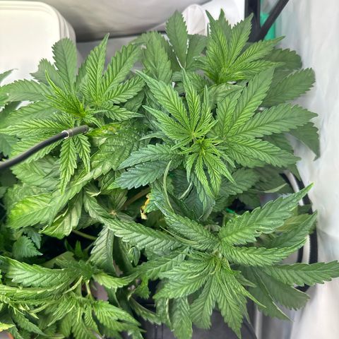 Royal Gorilla growlog timeline photo