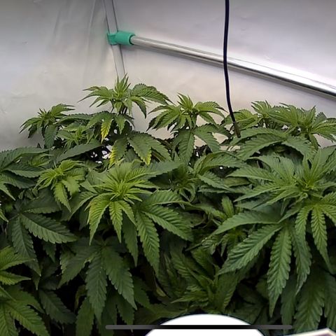 Royal Gorilla growlog timeline photo