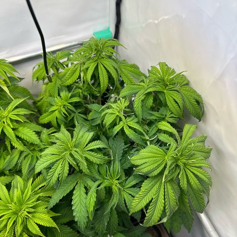 Royal Gorilla growlog timeline photo