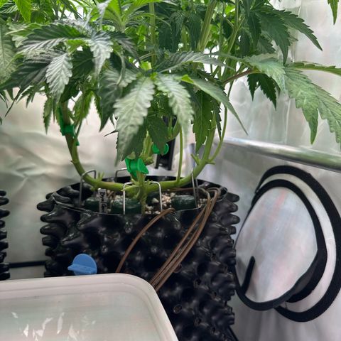 Royal Gorilla growlog timeline photo