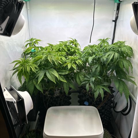 Royal Gorilla growlog timeline photo