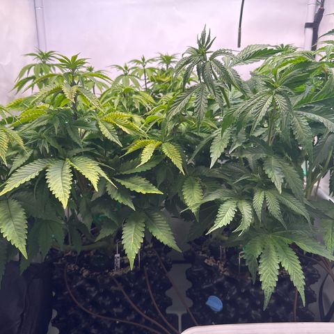 Royal Gorilla growlog photo: Biscotti bissi mehr Dünger