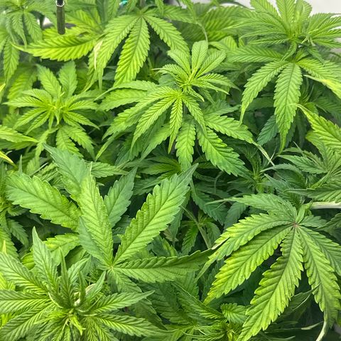 Royal Gorilla growlog timeline photo
