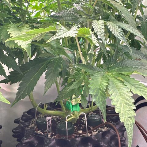 Royal Gorilla growlog timeline photo