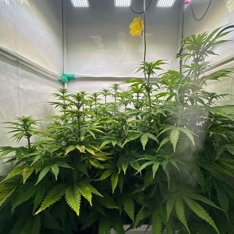 Royal Gorilla growlog timeline photo
