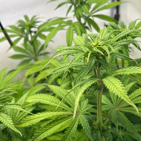Royal Gorilla growlog timeline photo