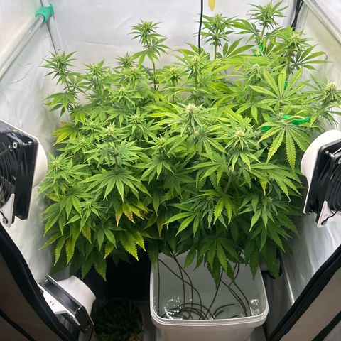 Royal Gorilla growlog timeline photo