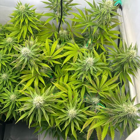 Royal Gorilla growlog photo: Brauchte bissi Dünger…
