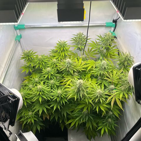 Royal Gorilla growlog timeline photo