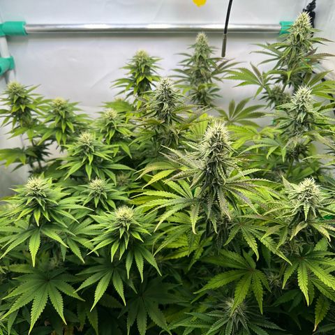 Royal Gorilla growlog photo:  Der visuelle Unterschied zwischen Biscotti und Royal Gorilla wird immer deutlicher. 