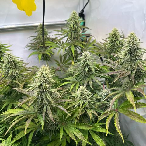 Royal Gorilla growlog timeline photo