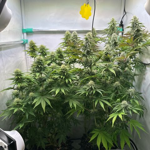 Royal Gorilla growlog timeline photo