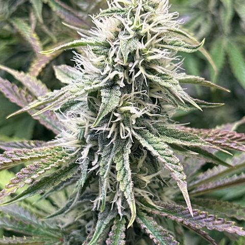 Royal Gorilla growlog timeline photo