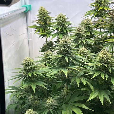 Royal Gorilla growlog timeline photo
