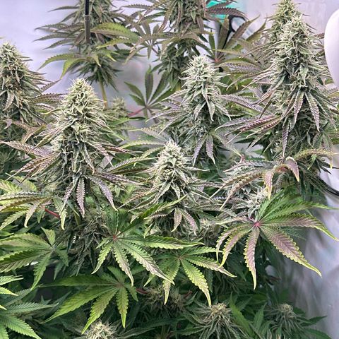 Royal Gorilla growlog timeline photo