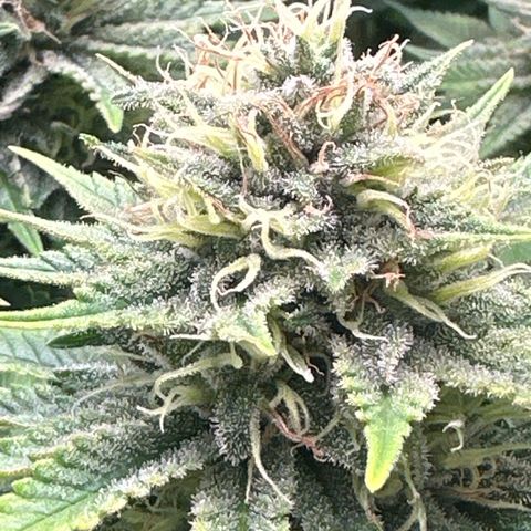 Royal Gorilla growlog timeline photo