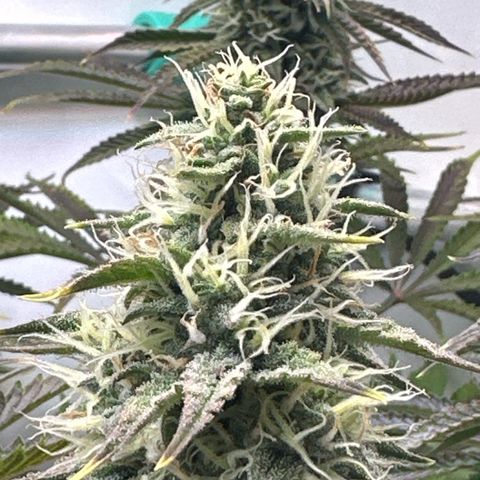 Royal Gorilla growlog timeline photo