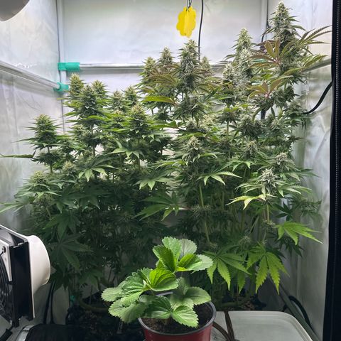 Royal Gorilla growlog timeline photo