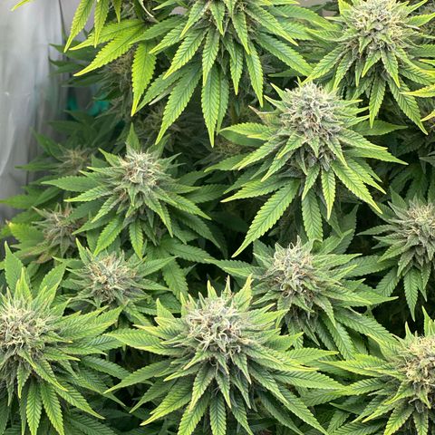 Royal Gorilla growlog timeline photo