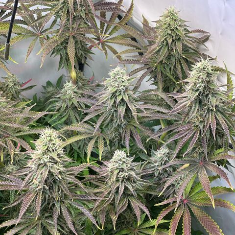 Royal Gorilla growlog timeline photo