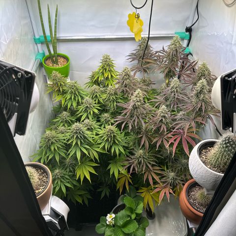 Royal Gorilla growlog timeline photo
