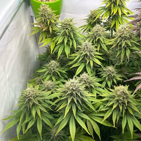 Royal Gorilla growlog timeline photo