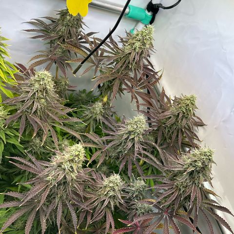Royal Gorilla growlog timeline photo
