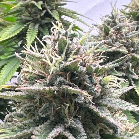 Royal Gorilla growlog timeline photo