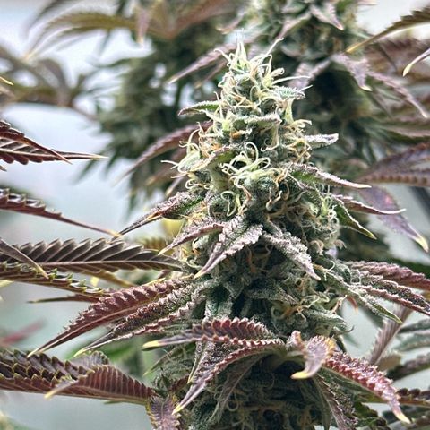 Royal Gorilla growlog timeline photo