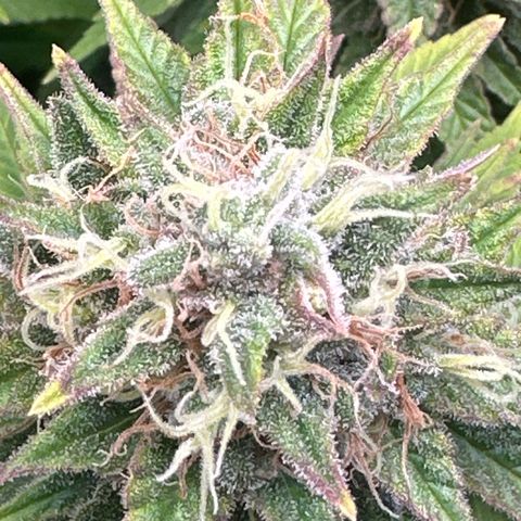 Royal Gorilla growlog timeline photo