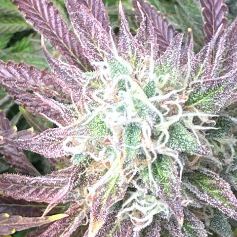 Royal Gorilla growlog timeline photo