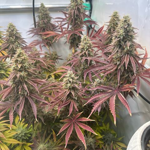 Royal Gorilla growlog timeline photo