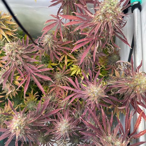 Royal Gorilla growlog timeline photo