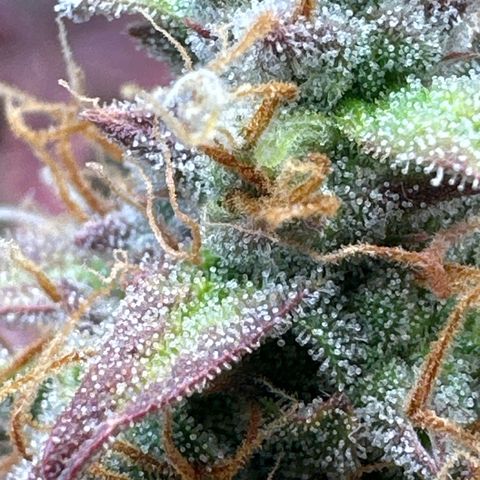 Royal Gorilla growlog timeline photo