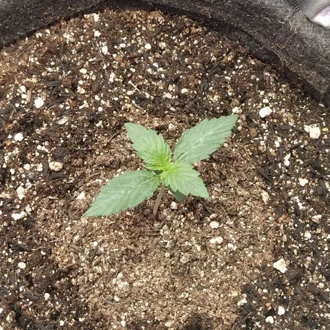 London Cheese XXL Auto #2 growlog photo
