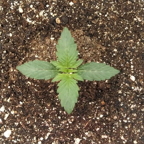 London Cheese XXL Auto #2 growlog photo