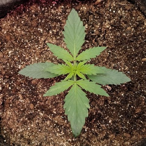 London Cheese XXL Auto #1 growlog timeline photo