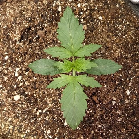London Cheese XXL Auto #2 growlog photo