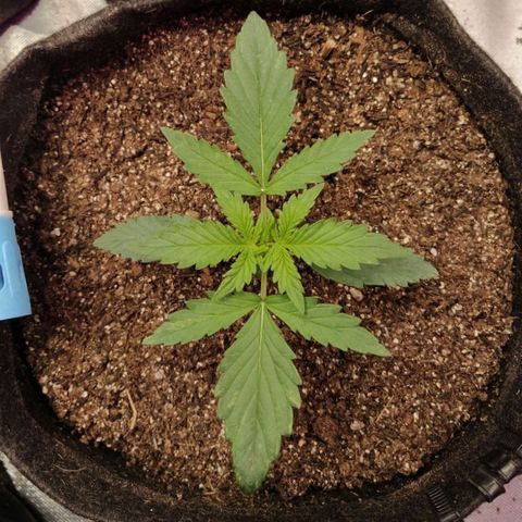 London Cheese XXL Auto #1 growlog timeline photo