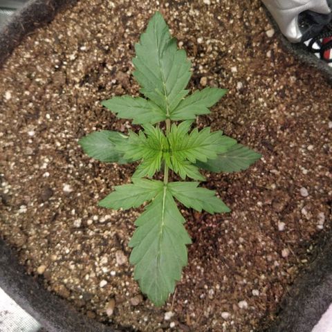 London Cheese XXL Auto #2 growlog photo