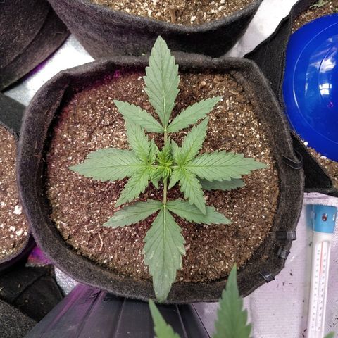 London Cheese XXL Auto #1 growlog timeline photo