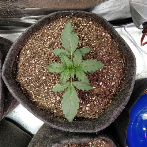 London Cheese XXL Auto #2 growlog timeline photo