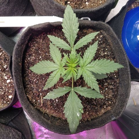 London Cheese XXL Auto #1 growlog timeline photo