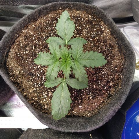 London Cheese XXL Auto #2 growlog timeline photo