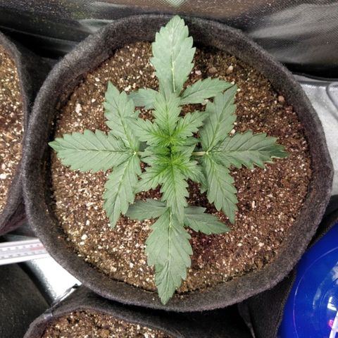 London Cheese XXL Auto #2 growlog timeline photo