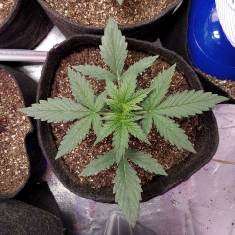 London Cheese XXL Auto #1 growlog timeline photo