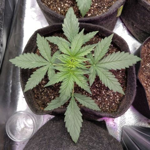 London Cheese XXL Auto #1 growlog timeline photo