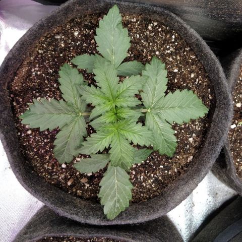 London Cheese XXL Auto #2 growlog timeline photo