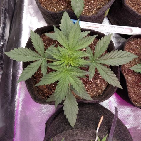 London Cheese XXL Auto #1 growlog timeline photo